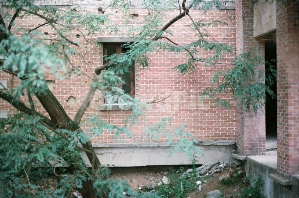 폐교,색감,풍경,나무,벽,건물,느낌,식물,자연,plants,nature,나무,trees,wood,감성,sensible,feeling