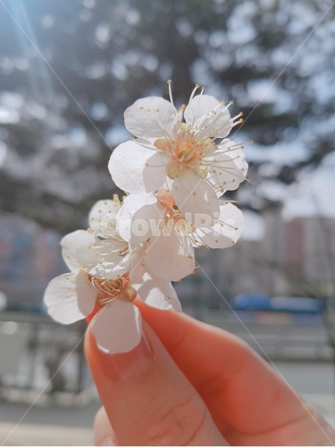 봄,매화,꽃,봄꽃,꽃놀이,봄,계절,spring,season,식물,자연,plants,nature,꽃,flower,plant