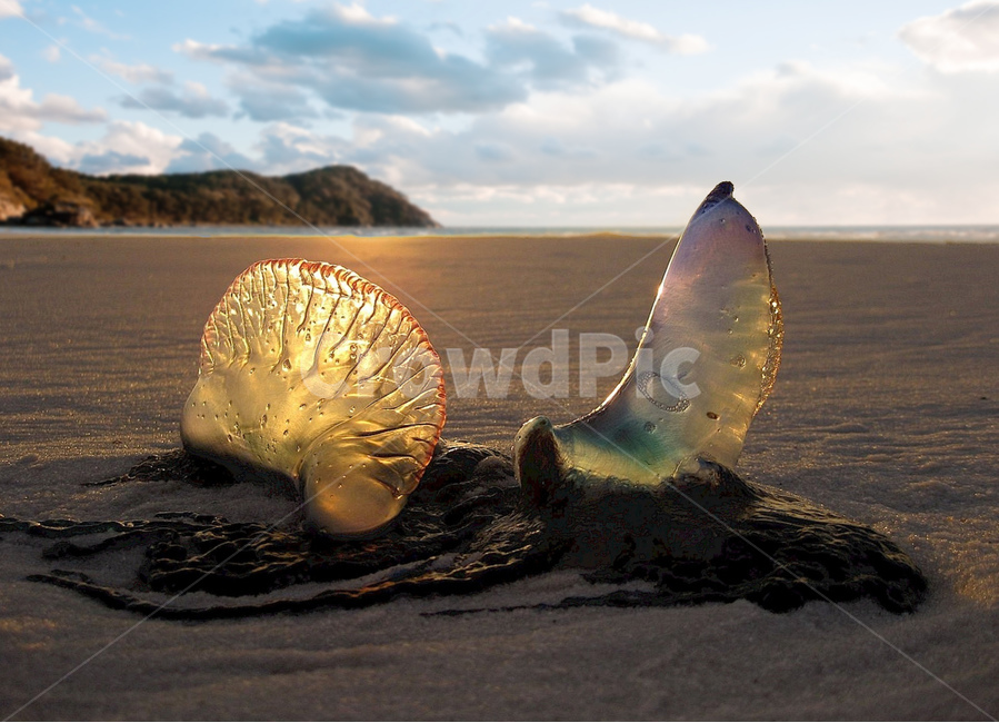 outdoors,ocean,대양,water,nature,sea,바다,자연,모래사장,beach,해변,바다,beach,sea