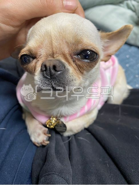치와와,머핀,강아지,반려동물,애완동물,dog,animal,pet