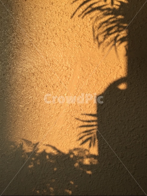 그림자,노을,해질녘,화초,쉐도우