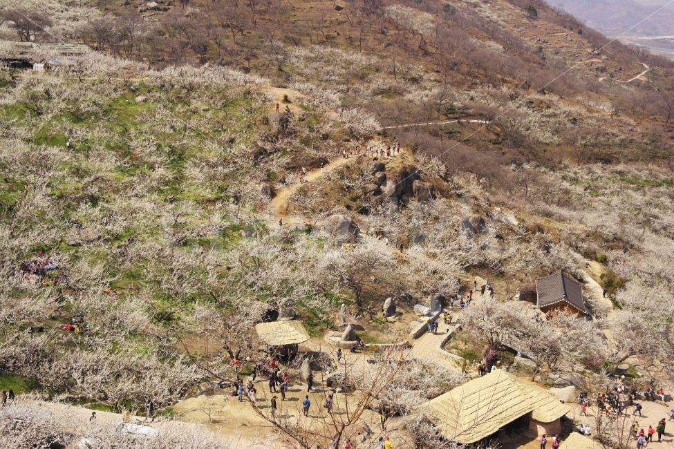 광양,매화마을,광양매화마을,풍경사진,여행사진,자연,풍경,nature,landscape,봄,계절,spring,season,시골,마을,country,rural,town,한국전통,한국문화,korean traditional,korean culture,outdoors,옥외