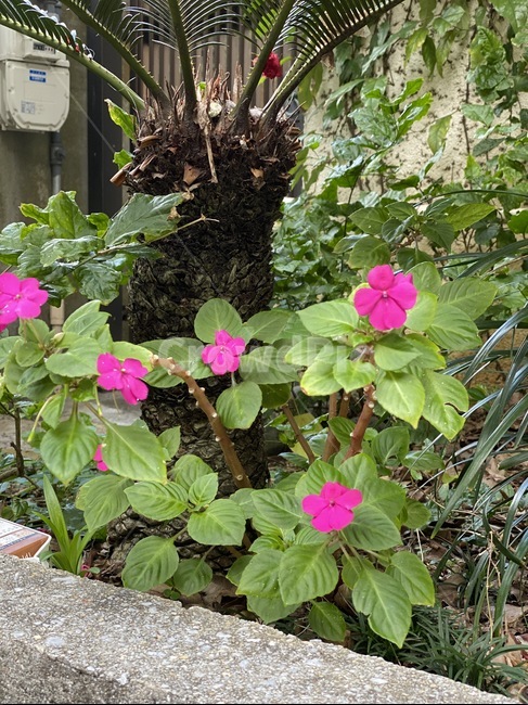 geranium,제라늄,flower,꽃,plant,식물,blossom,pottedplant,화분,pottery,도기류