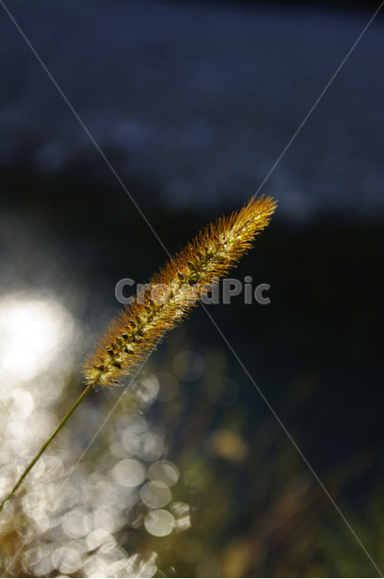 강아지풀,빛,식물,강,풀,식물,자연,plants,nature
