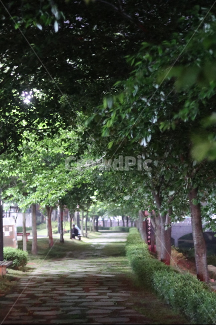 가로등,나무,빛,야경,따스함,자연,풍경,nature,landscape,outdoors,옥외,garden,정원,arbour,정자