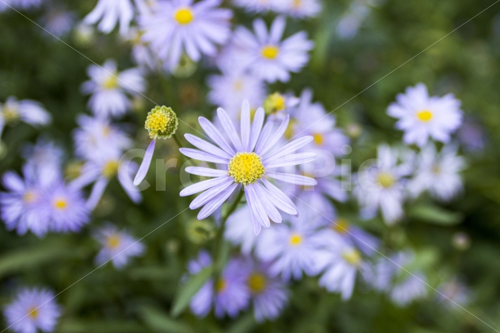 꽃,아름다움,쑥부쟁이,쌍떡잎식물,식물,flower,green,식물,자연,plants,nature,꽃,flower