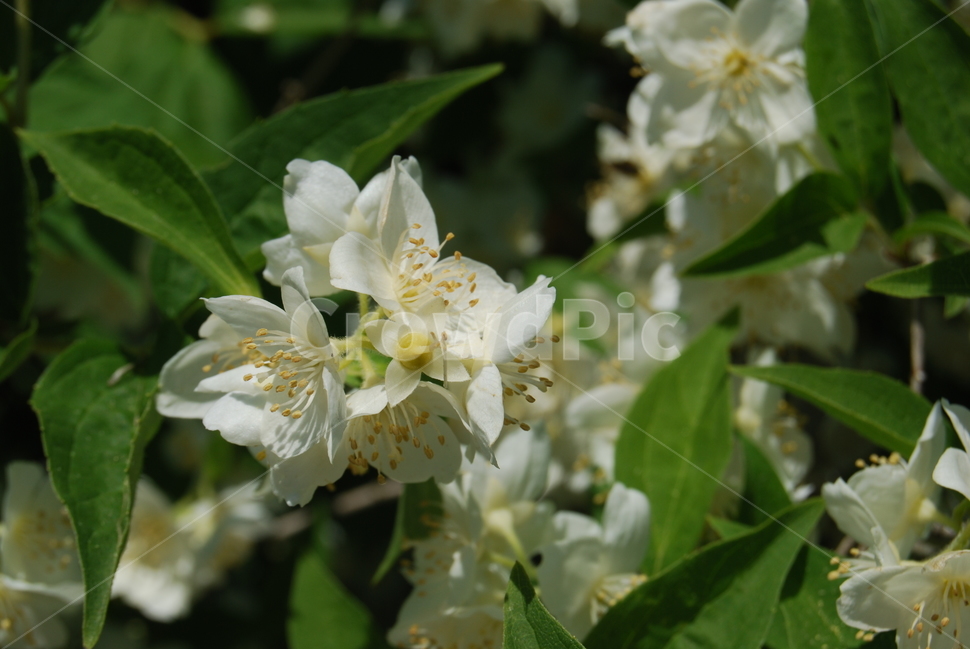 사명산,봄,휴양림,자연,야생,식물,자연,plants,nature,꽃,flower