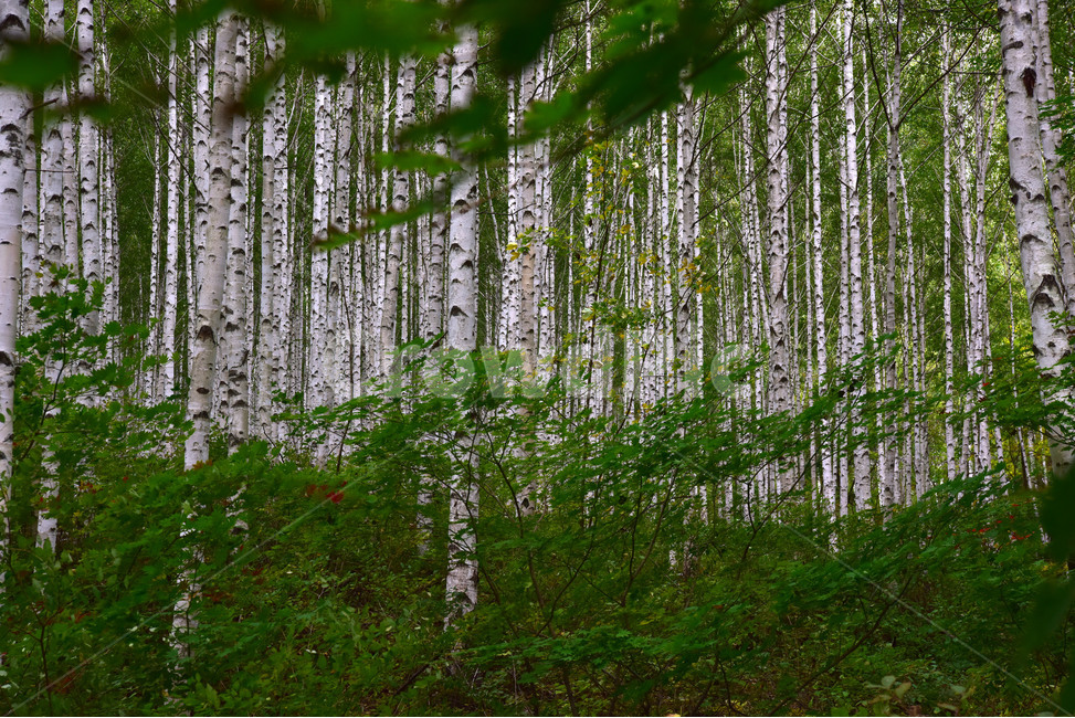 자작나무,brich,brichforest,풍경,자연,나무,식물,자연,plants,nature,나무,trees,wood