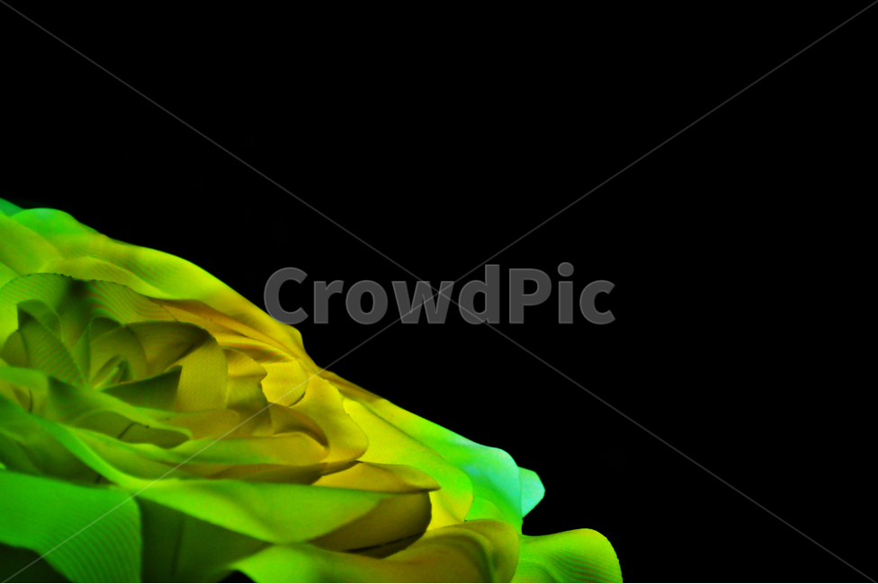 꽃,장미,조명,색감,노랑,led,꽃,flower,누끼,remove background