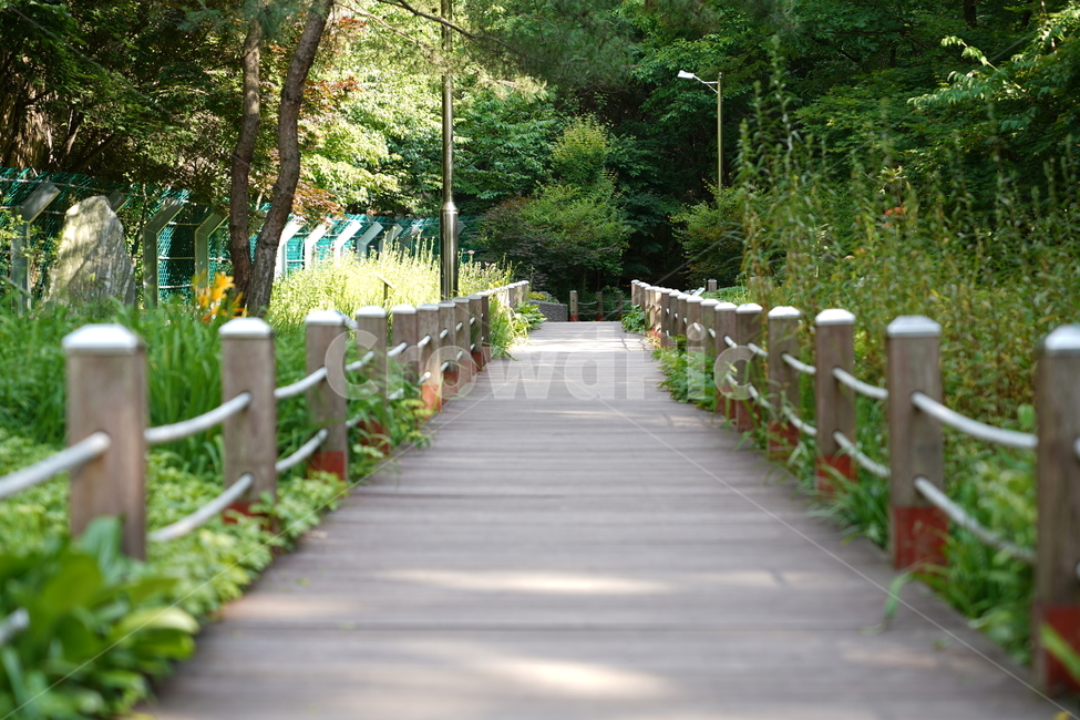 식물,나무,숲길,산책,tree,자연,풍경,nature,landscape,식물,plants,나무,trees,wood