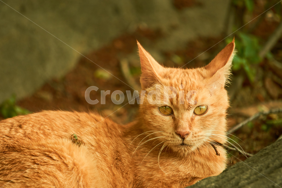 고양이,cat,동물,애완동물,길냥이,야생동물,pet,동물보호,animal,nature