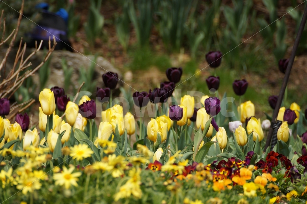 튜립,아침고요수목원,꽃축제,튜립축제,수목원,봄,계절,spring,season,식물,자연,plants,nature,꽃,flower,plant