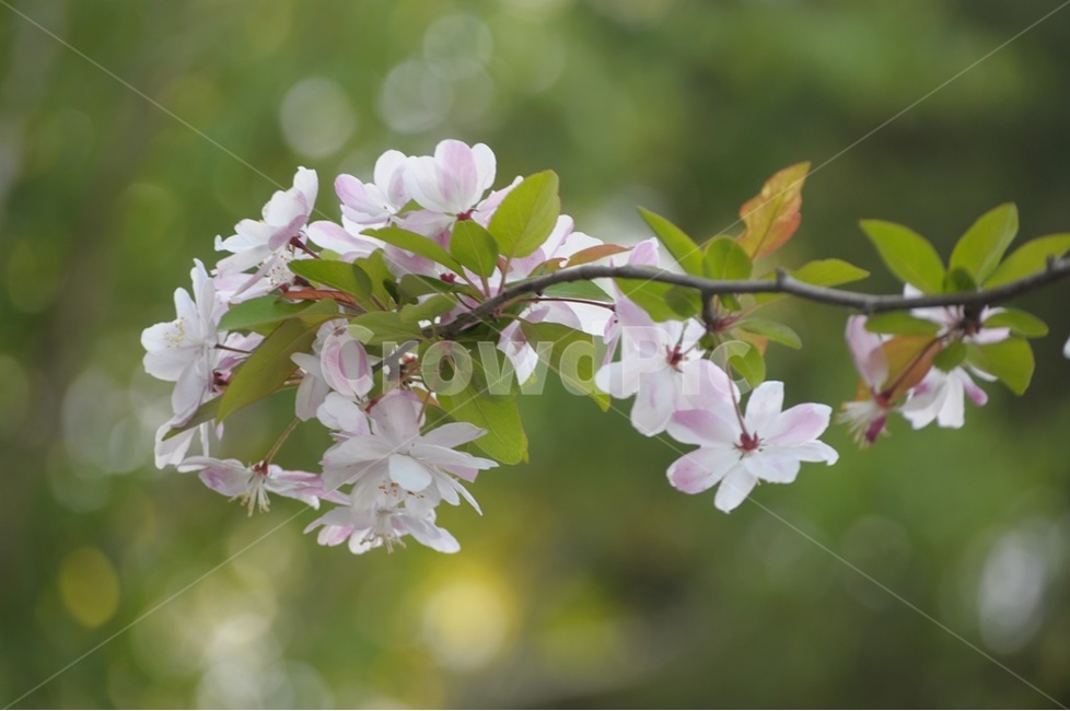 꽃사과,애기사과,풋사과,봄꽃,사과꽃,식물,자연,plants,nature,꽃,flower