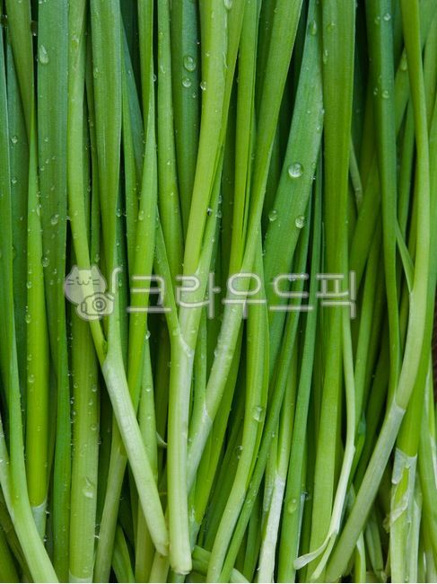 부추,유기농,유기농부추,채소,야채,음식,음식재료,녹색,chives,organic,organicleek,vegetable,food,foodingredients,green,배경,background,웰빙,웰빙음식,녹색채소,잎,잎채소,wellbeing,wellnessfood,greenvegetable,leaf,leafvegetable,식물,plant,음식,식재료,요리,food,cook,meal,dishes,food reserves,채소,야채,vegetables