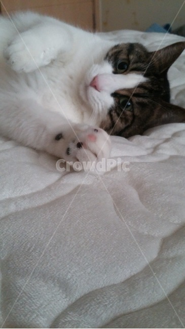 고양이,집고양이,cat,koreancat,코숏,동물,animal,포유류,mammal,고양이,cat,kitten,kitty