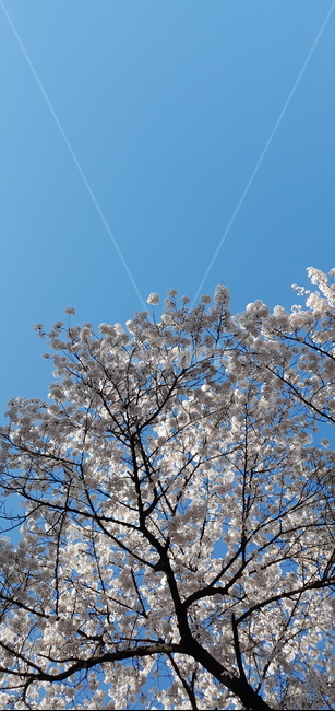plant,꽃,벚꽃,봄,스프링,체리블라썸