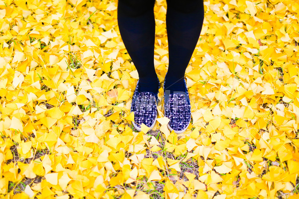 가을,단풍,apparel,clothing,의복,의류,은행,은행나무,가을,계절,fall,autumn,season