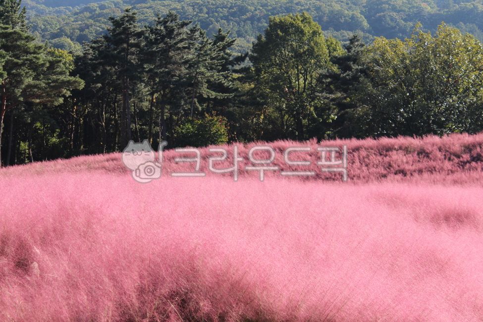 핑크뮬리,가을,자연,핑크,나무,초목