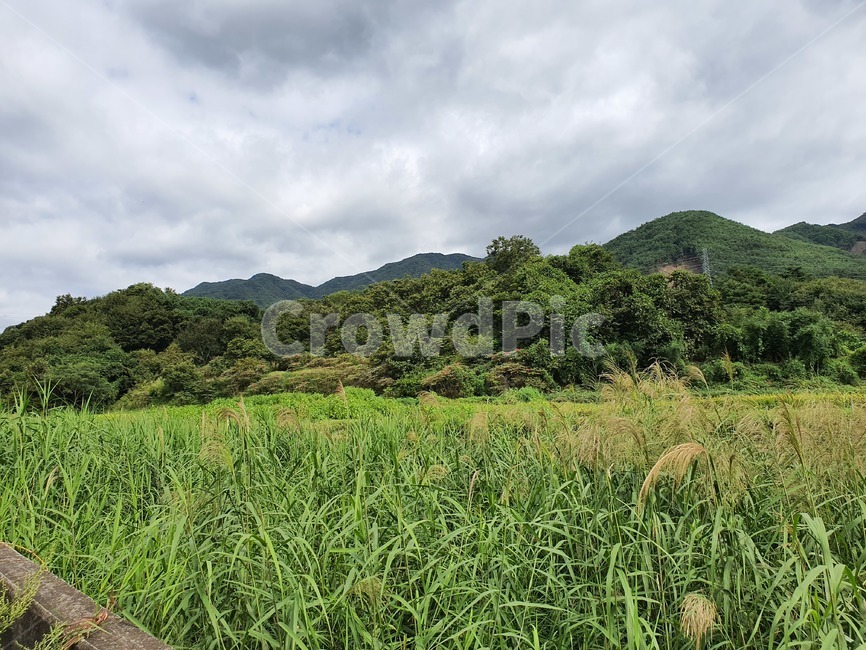 시골,풍경,시골풍경,자연,벼,nature,outdoor,곡류,곡식,cereals,농업,농사,agriculture,farming,farming industry