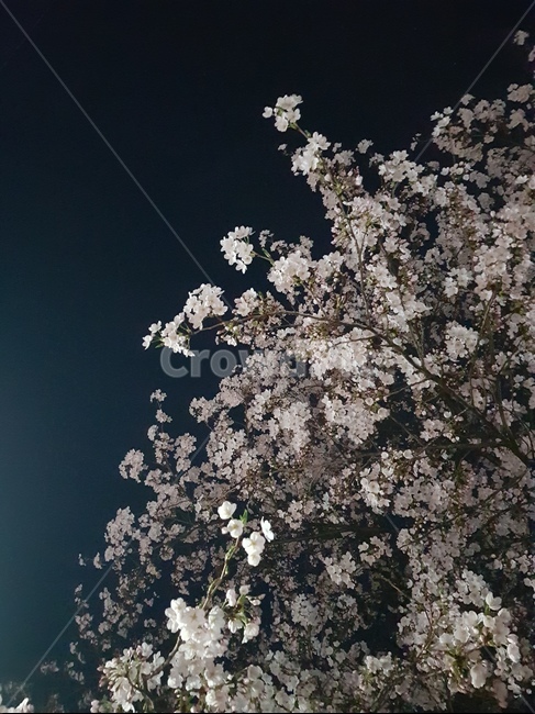 벚꽃,꽃,나무,자녁,밤,봄,계절,spring,season,plant,식물,flower,blossom