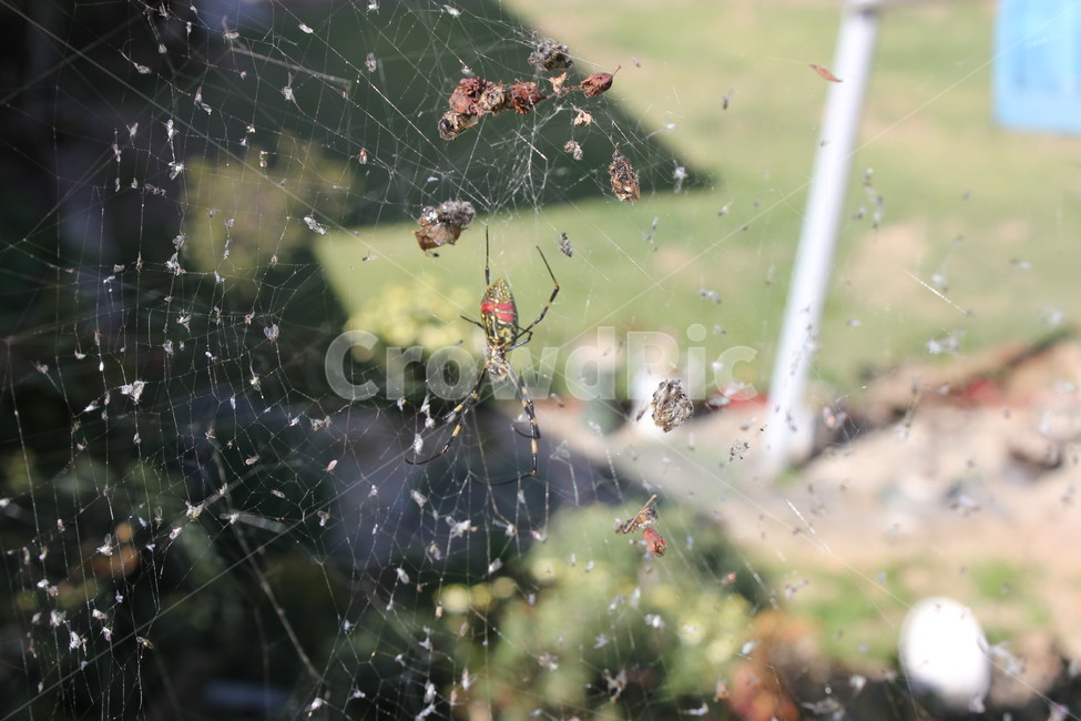 거미,거미줄,곤충,가을,곤충잔해,곤충,벌레,insect,bug