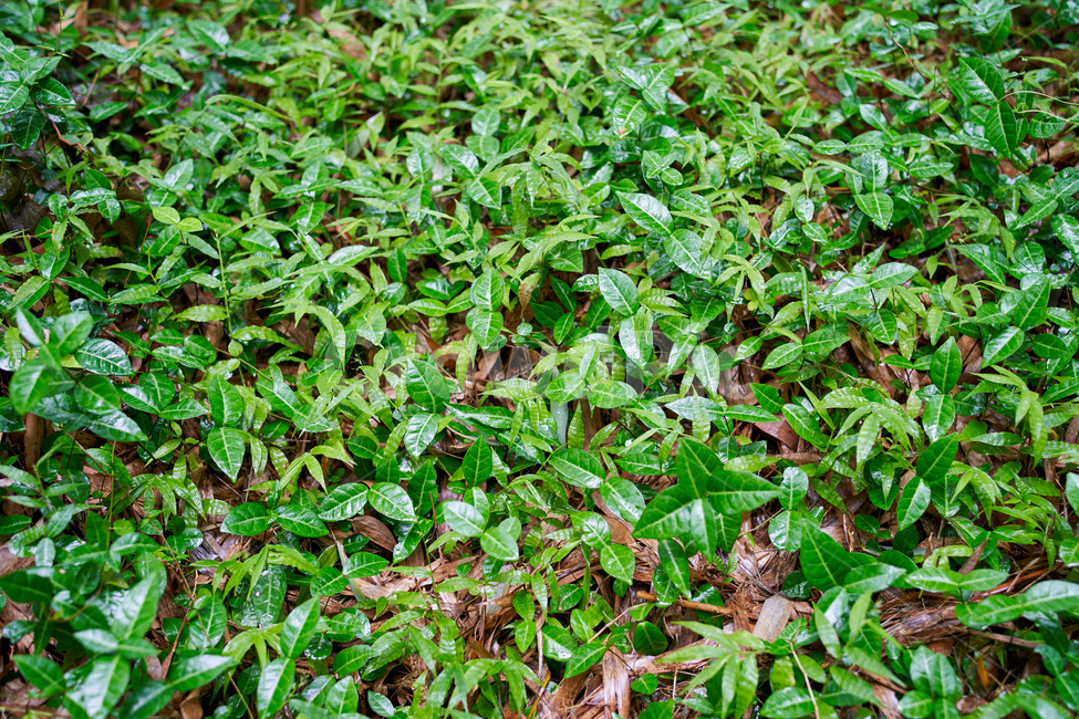 자연,대나무,땅,green,바탕,비,오후,휴식,bambus,nature,식물,자연,plants,nature