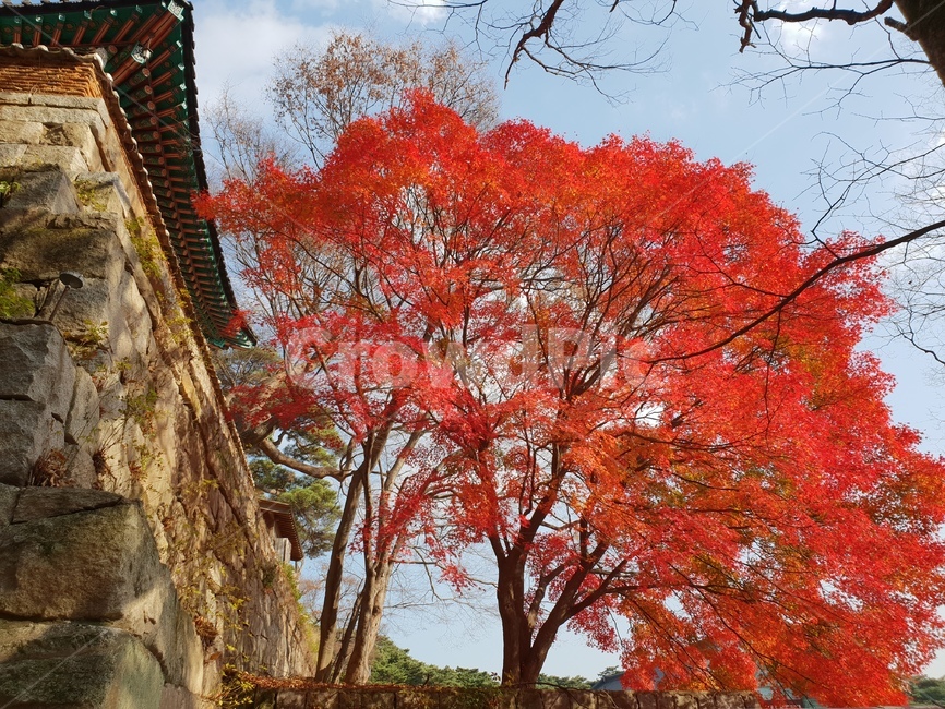 단풍,나무,가을,사찰,풍경,가을,계절,fall,autumn,season,tree,plant,식물,maple,leaf,잎