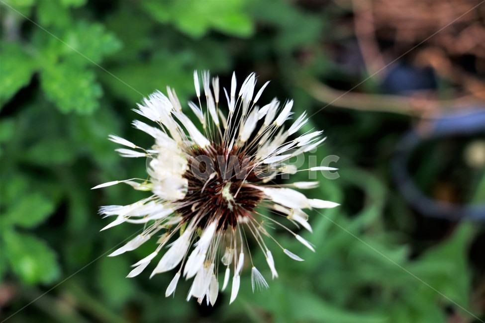 자연,풍경,꽃,비맞음,민들레홀씨,비갬,식물,자연,plants,nature,꽃,flower
