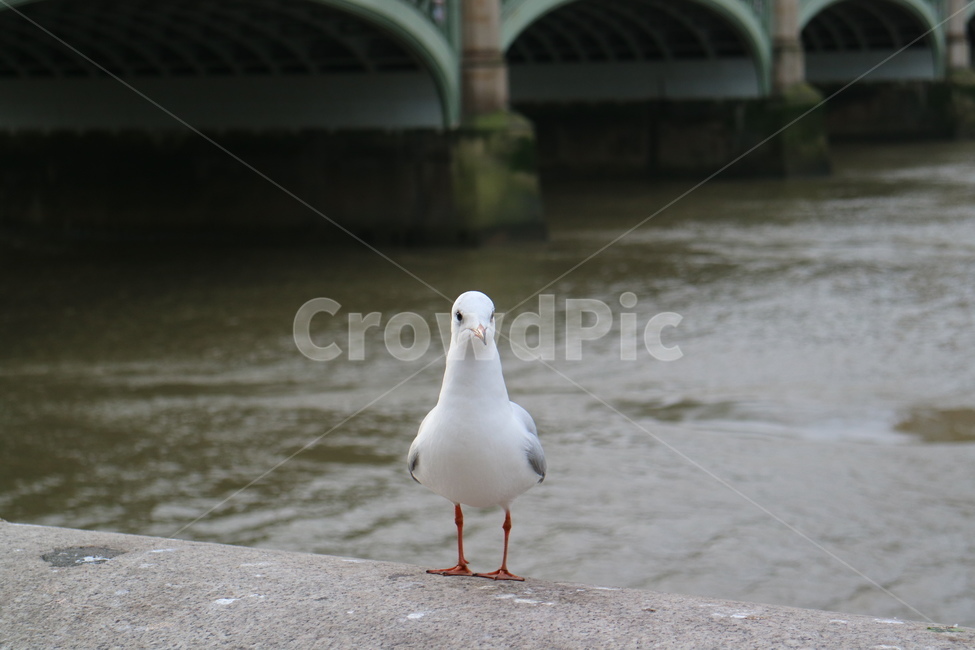 갈매기,동물,새,animal,seagull,commongull,동물,animal,조류,새,birds