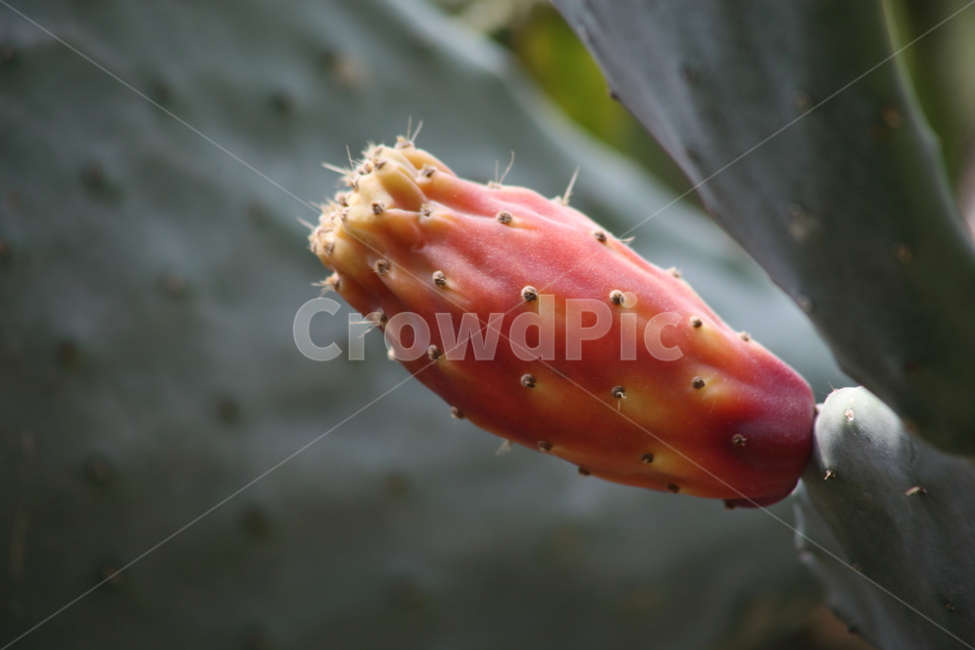 손바닥선인장,백년초,열매,cactus,indianpricklypear