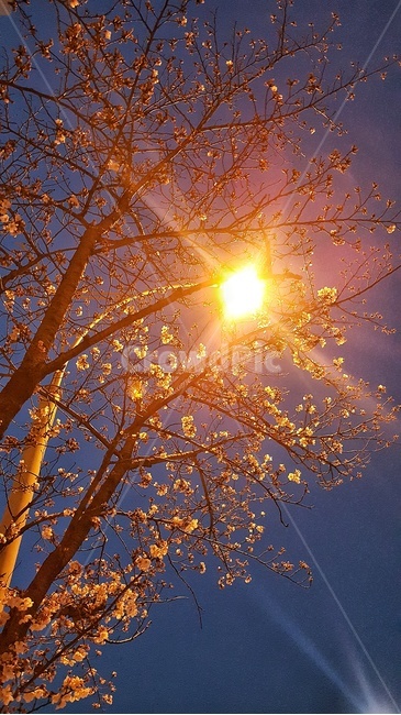 벚꽃,야간벚꽃,저녁,퇴근길,봄,밤,센치,봄,계절,spring,season,야경,밤,풍경,nightscape,night,landscape,식물,자연,plants,nature,나무,trees,wood,flare,플레어,light,빛,sunlight,햇빛