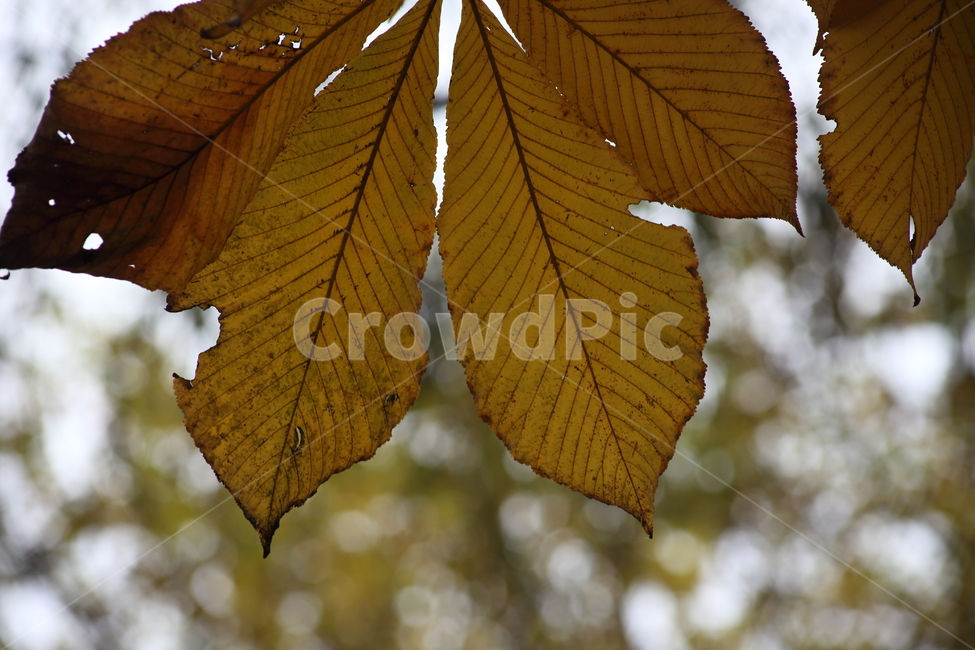 단풍,잎,식물,가을,redleaves,칠엽수,마로니에,Horsechestnut,가을,계절,fall,autumn,season,식물,자연,plants,nature,veins,정맥