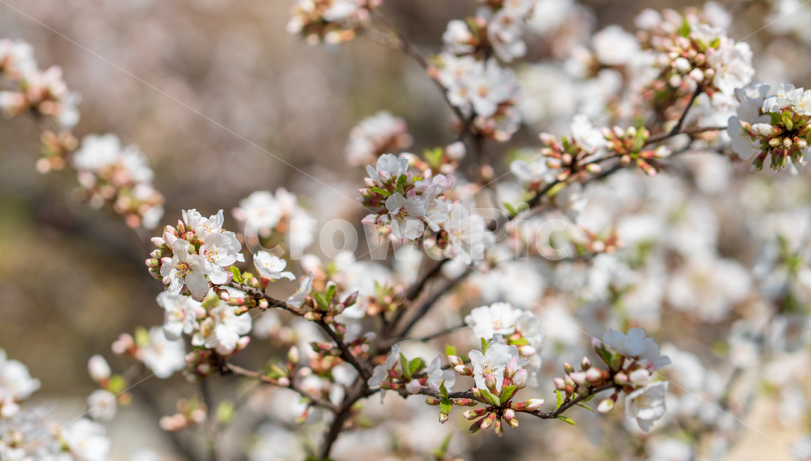 벚꽃,봄꽃,꽃,계절,spring,season,cherrymlossoms,꽃축제,자연,가로수,벚꽃축제,연분홍색,핑크색,바탕,공원,flower,nature,garden,beautiful,예쁜,봄,나무,수수한