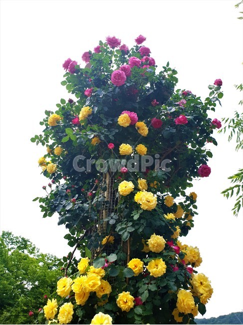 꽃,장미,식물,정원,flower,rose,plant,garden,식물,자연,plants,nature,꽃,flower