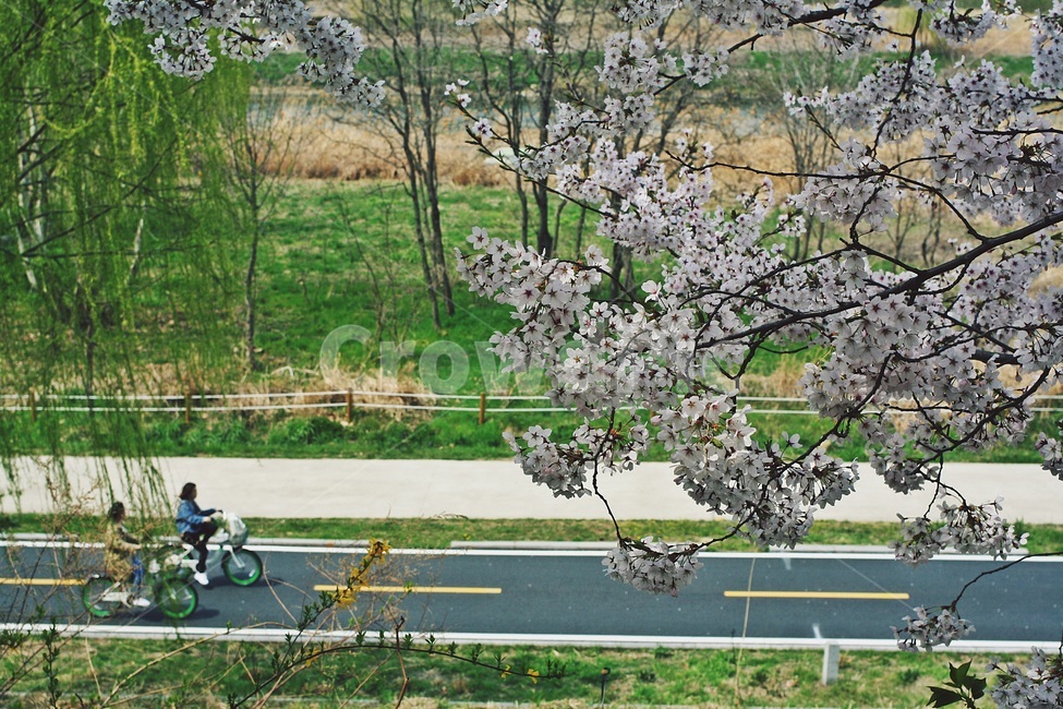 봄,벚꽃,자전거,안양천,꽃,봄,계절,spring,season,plant,식물