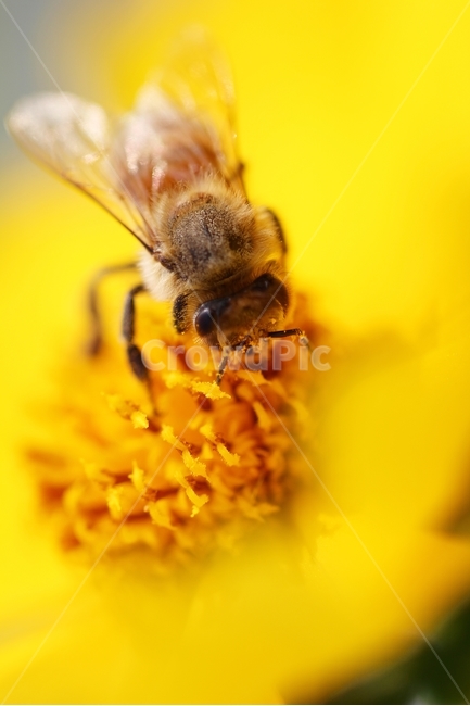 꿀벌,벌,곤충,동물,무척추동물,꽃,자연,식물,양봉,들꽃,animal,insect,bee,honeybee,invertebrate,꽃,flower,곤충,벌레,insect,bug