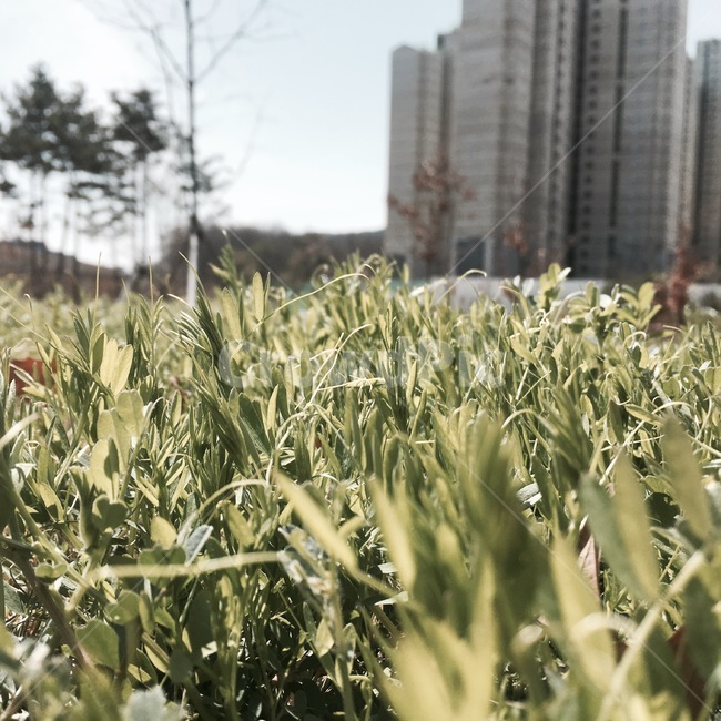 잔디,grass,식물,plant,풀,초록색,파릇파릇,시작,그린,초록,생명,봄,햇빛,싹,새싹