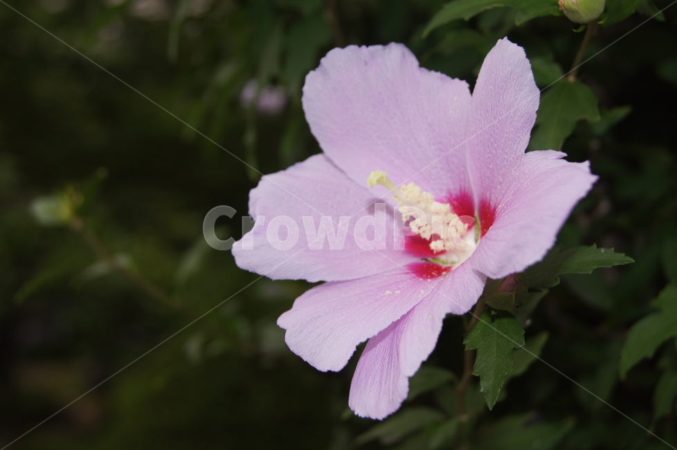 무궁화,꽃,국화,자연,대한민국,한송이,무궁화꽃,클로즈업,sharon,flower,closeup,식물,자연,plants,nature,꽃,flower