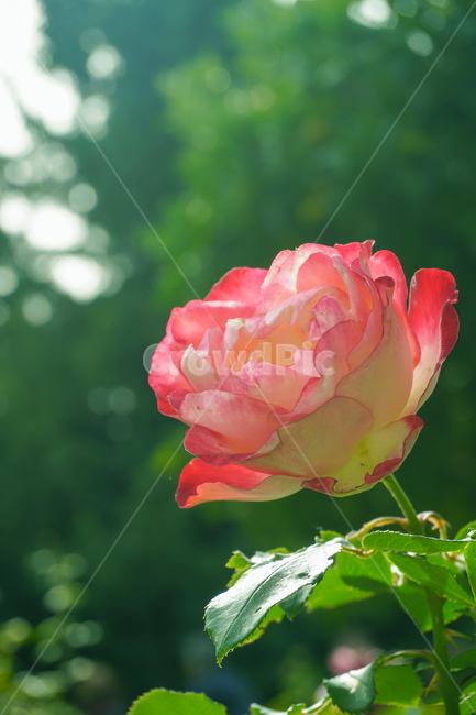 plant,식물,rose,장미,flower,blossom,꽃,식물,자연,plants,nature,꽃,flower