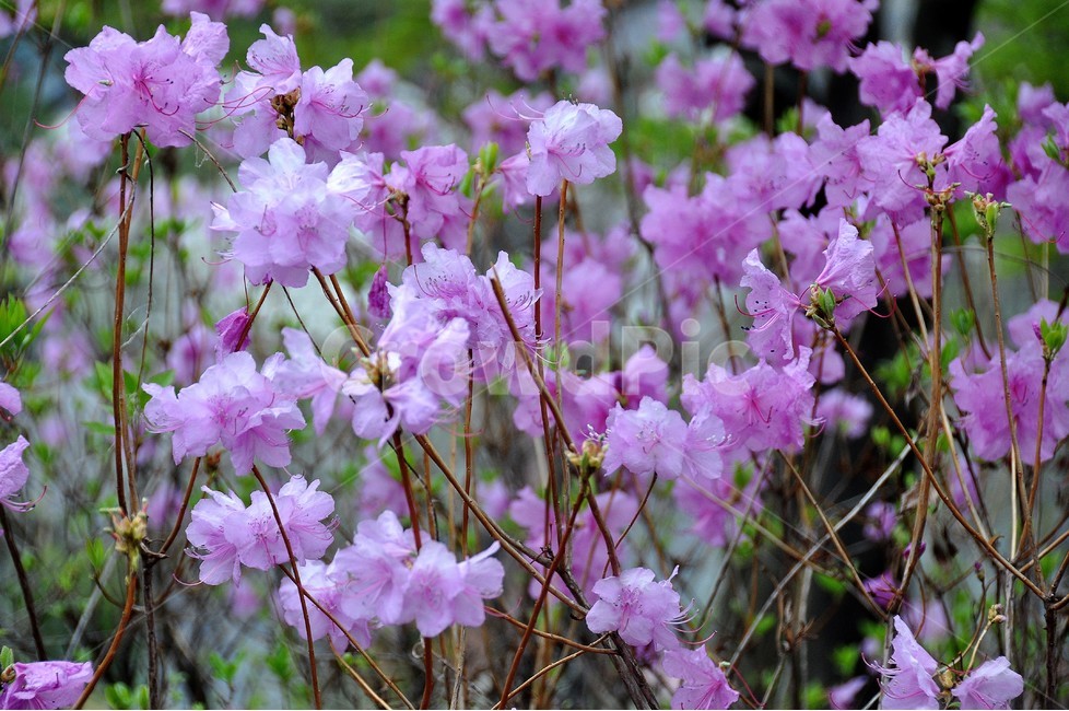 식물,자연,봄,정원,숲,식물,자연,plants,nature,꽃,flower