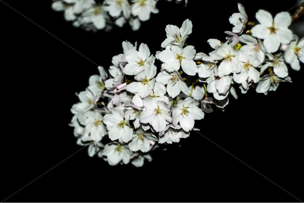 plant,blossom,geranium,꽃,flower,제라늄,cherryblossom