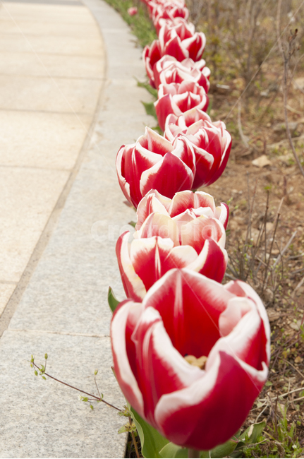 flower,식물,꽃,plant,튤립,봄꽃,5월의꽃,꽃길