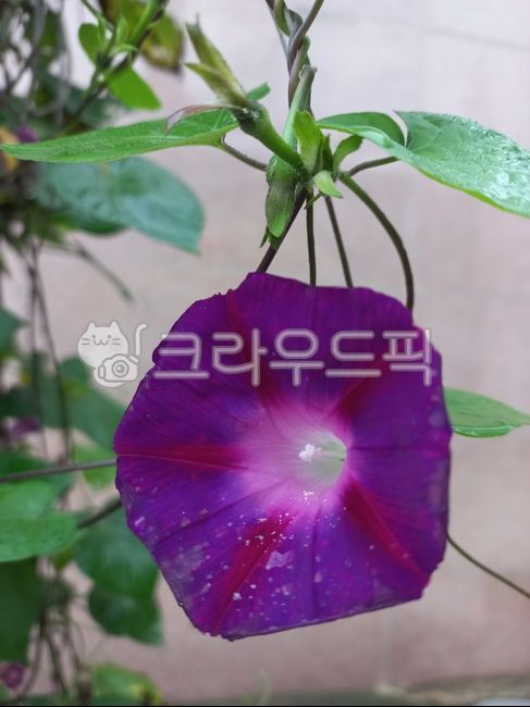꽃,보라색꽃,나팔꽃,여름꽃,넝쿨식물