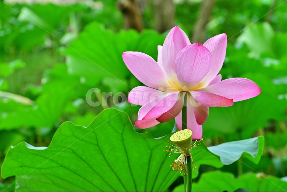 plant,식물,blossom,flower,꽃,연꽃,홍연,홍연꽃,불교,연잎