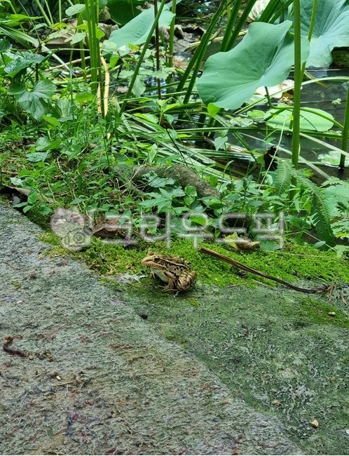 개구리,토종개구리,한국개구리,시골개구리,북방개구리