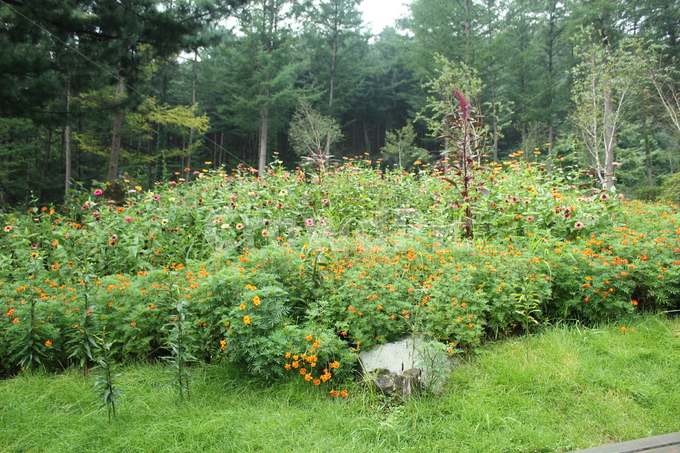 나무,자연,산,경관,식물,자연,풍경,nature,landscape,plant