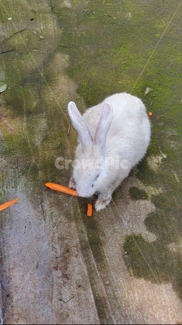 토끼,동물,rabit,귀여운,흰토끼
