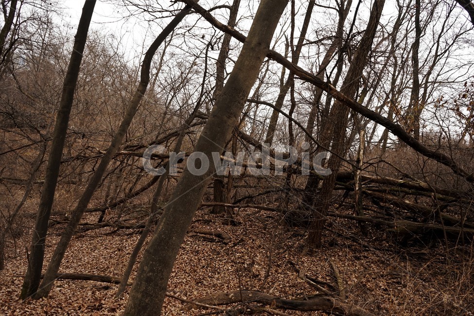 산행,식물,자연,초봄,계절,풍경,landscape,nature,나무,낙엽,나무가지,trees,desolation,solitary,fallenleaves,brown,branches,자연,풍경,nature,landscape,ground,바닥,tree,plant