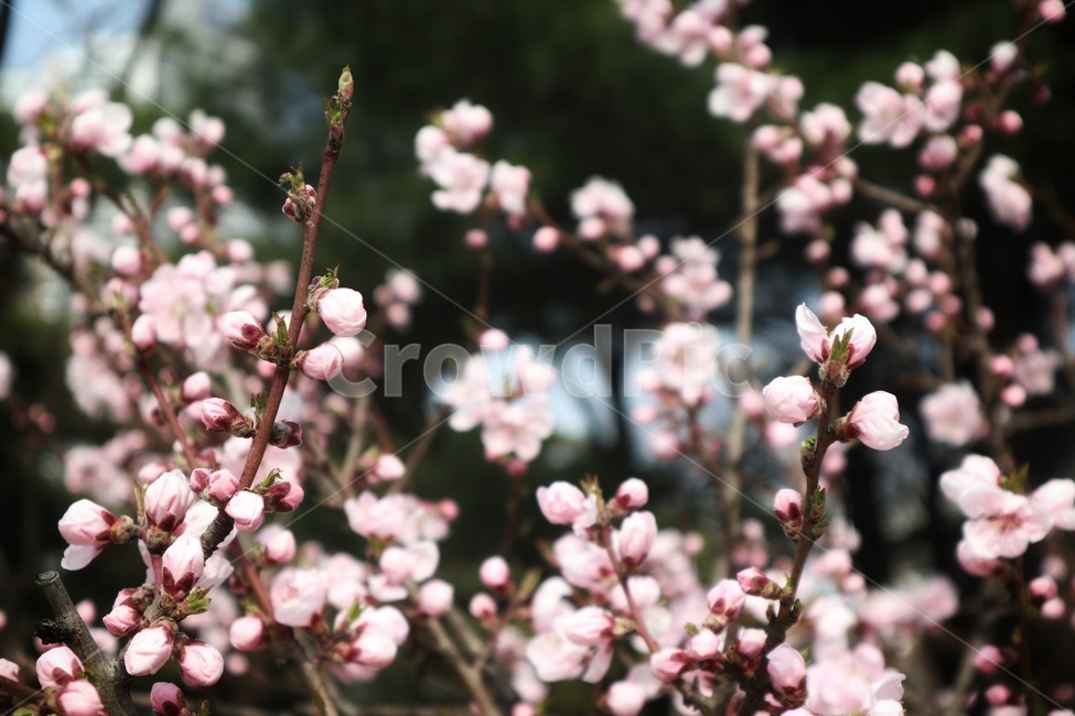 꽃,flower,blossom,식물,plant,봄꽃,봄,꽃망울,꽃봉우리,잎,가지,나뭇가지