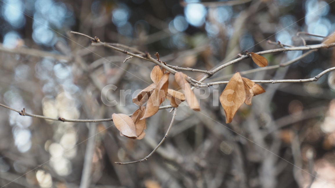 나무,잎,낙엽,branch,나뭇가지,leaf,tree